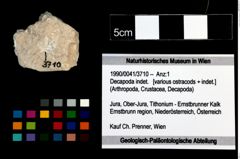 Foto (Objekt + Etikett) von Decapoda indet.  (NHMW-GEO-1990-0041-3710)